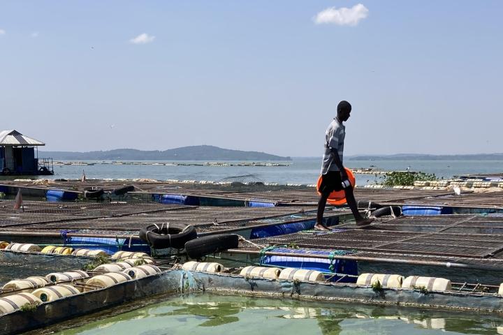 Kenyan fish farm
