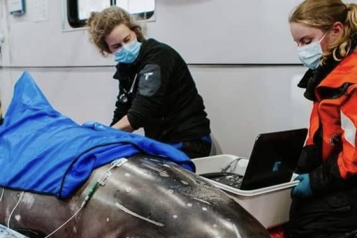 vet working on a dolphin