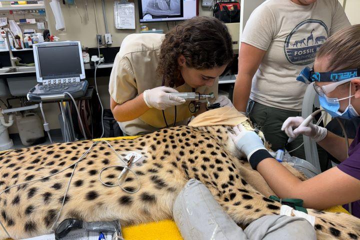 Sage examining a sedated cheetah