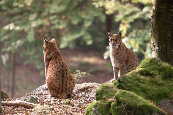 Two bobcats sitting in the wild