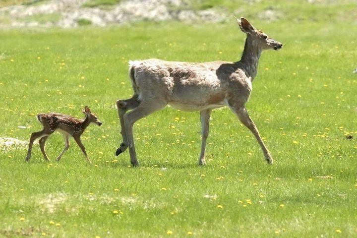 Adult white tailed deer followed by a fawn