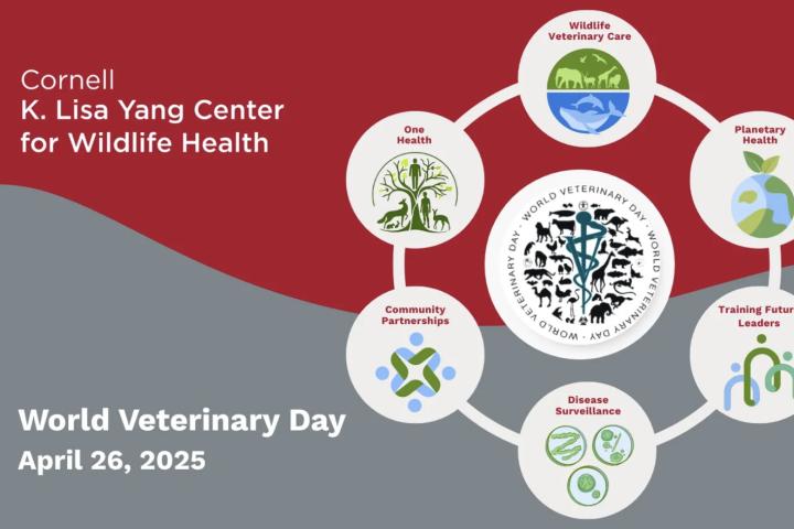 World Vet Day infographic