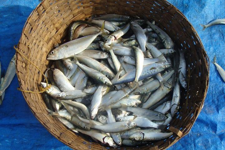 Several sardines in a basket after fishing