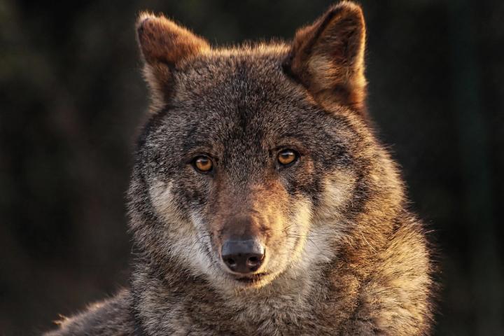 A close up of a Red wolf staring directly as the camera