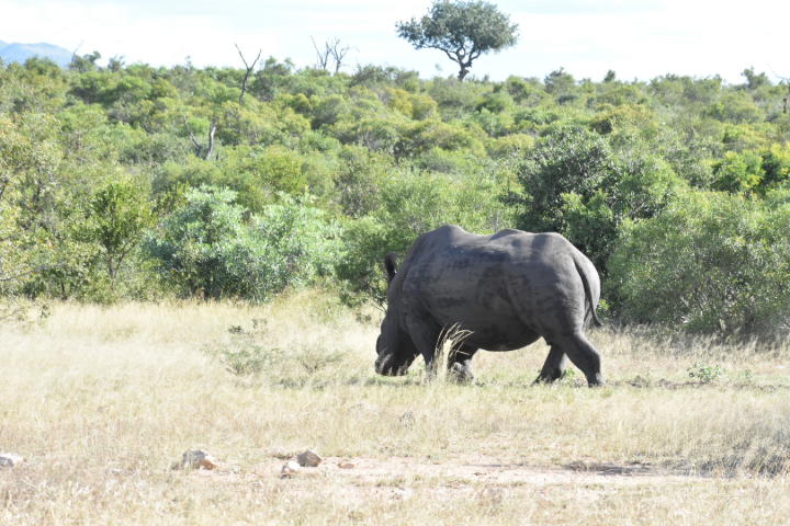 A rhinoceros walking through dry grassland with dense green shrubs and trees in the background, under a partly cloudy sky.
