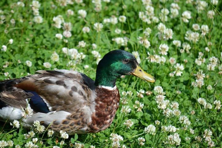 A mallard duck resting among blooming white flowers in a field.