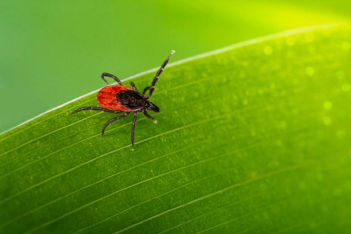 A close-up of a black-legged tick (deer tick) with a red-orange body and black legs crawling on a vibrant green leaf, set against a soft green background.