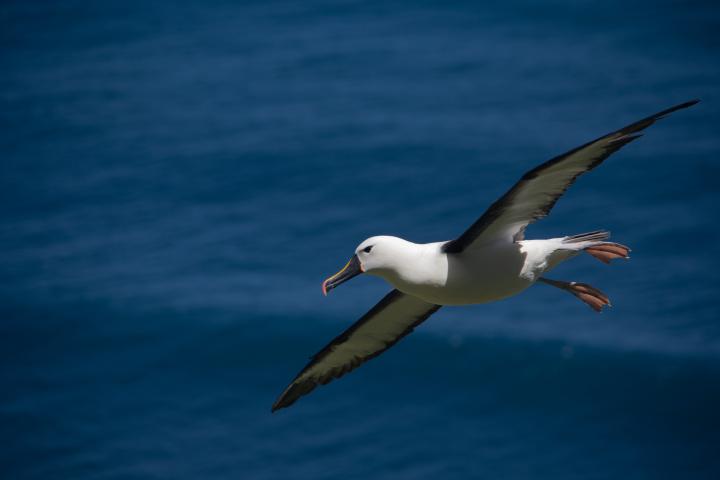 An albatross flying over water
