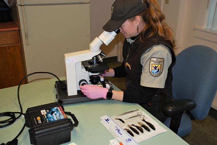 Christine wearing a baseball cap, sits at a desk looking through a microscope.