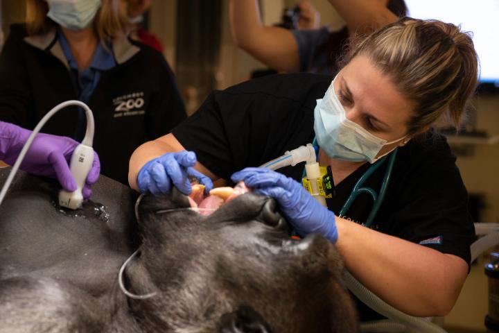 Dr. Seeley performing a dental exam on a silverback gorilla that is laying on its back under anesthesia.