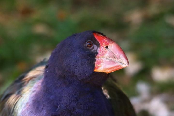 A closeup of takahe bird with a wide red orange beak and blackish feathers