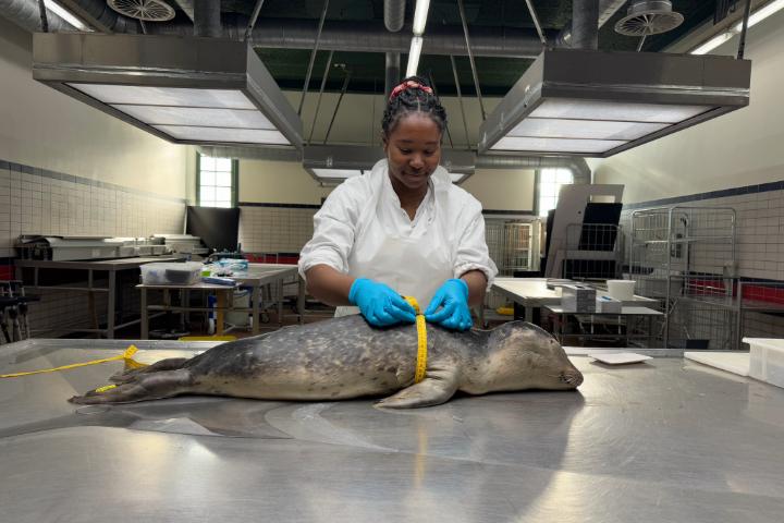Victoria is wearing a white lab coat and blue gloves as she measures the girth of a seal using a yellow measuring tape in a clinical lab setting. The seal is lying on a metal examination table. The room is well-lit with industrial-style overhead lights and contains medical  equipment.