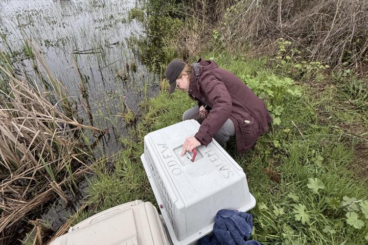 Amanda is crouching down and opening a small crate on the edge of a lush pond.