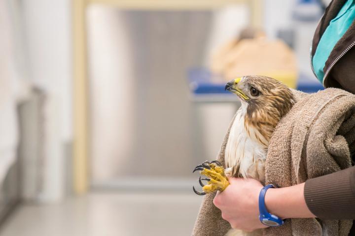 A red tailed hawk wrapped in a blanket being held.