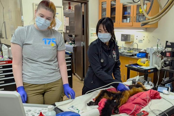 Christine and one other  veterinary team member in masks and gloves perform an exam on a sedated lemur in a clinic, using medical equipment on a treatment table.