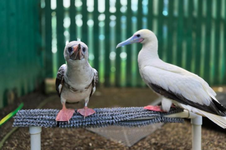 Two red-footed boobies perched on a piece of PVC pipe in an enclosure.