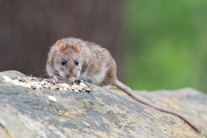 A brown rat crouched on a concrete surface.