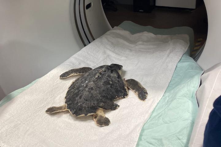 A sea turtle positioned at the entrance of a CT machine.