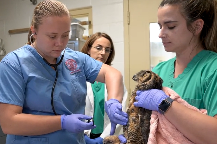 Three veterinary professionals provide medical care to an owl, with one examining its leg while another gently restrains the bird.