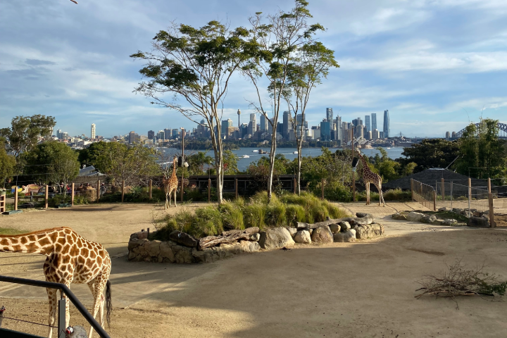 A giraffe stands in a zoo enclosure with a city scape in the background.