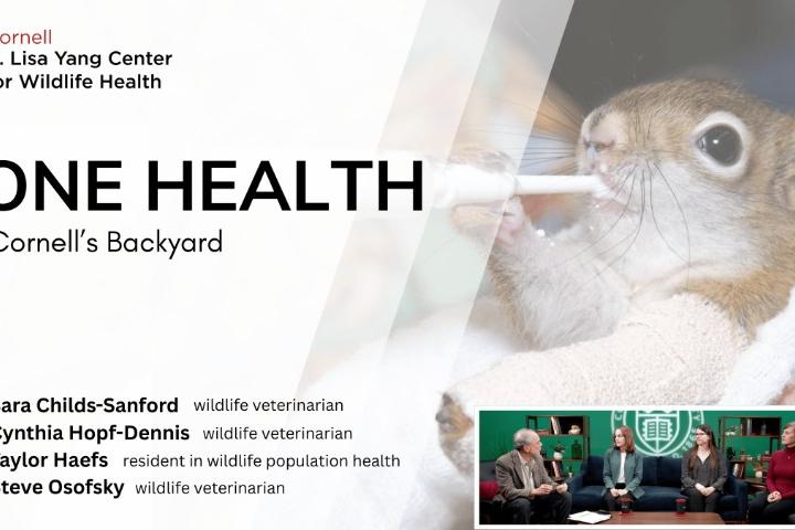 A squirrel with a cast on its arm is being bottle fed. In the bottom right corner there is a photo of Dr. Osofsky, Dr. Childs-Sanford, Dr. Taylor Haefs and Dr. Hopf-Dennis sitting on a couch speaking.