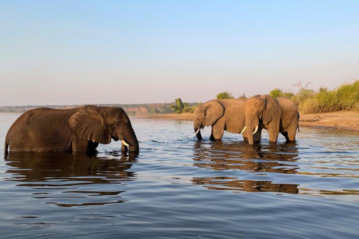 Three elephants standing in a river.