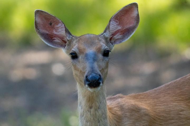 A white tailed deer looks at the camera