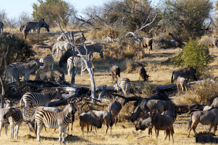Several zebra and wildebeest in a grassy landscape