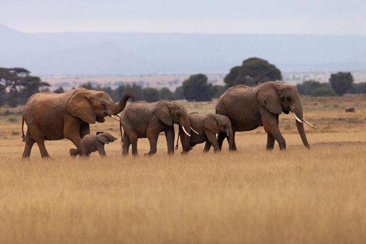 Herd of elephants across a grassy landscape.