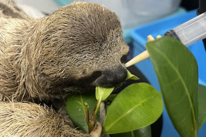 A sloth has it's mouth on a leaf, while being fed with a syringe.