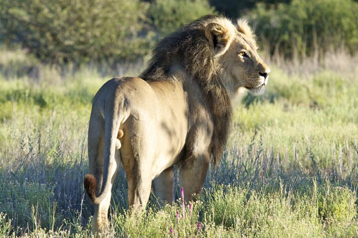 A male lion standing in the grass