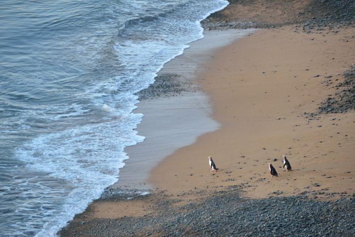 Three penguins stand and walk along a sandy, rocky shoreline beside ocean waves