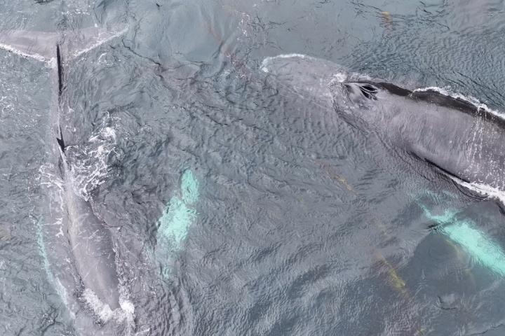 Aerial view of two humpback whales near the surface of the ocean.