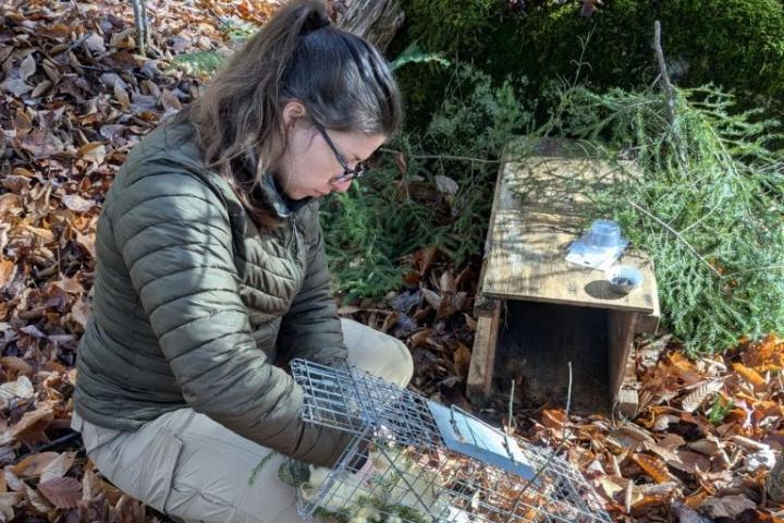 Dr. Haefs kneels in a pile of dry leaves with a small animal trap.