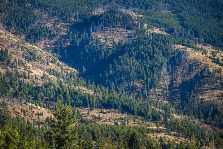 Patchy evergreen forest on mountainside
