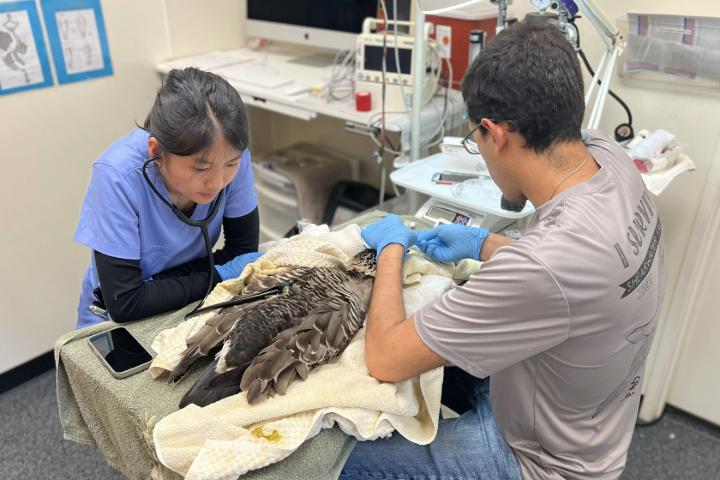 Two healthcare professionals are attending to a goose that is under anesthesia with monitoring equipment in the background.