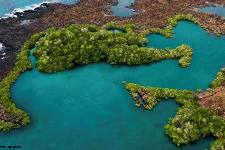 Aerial view of turquoise water surrounded by green mangrove vegetation and rocky terrain.