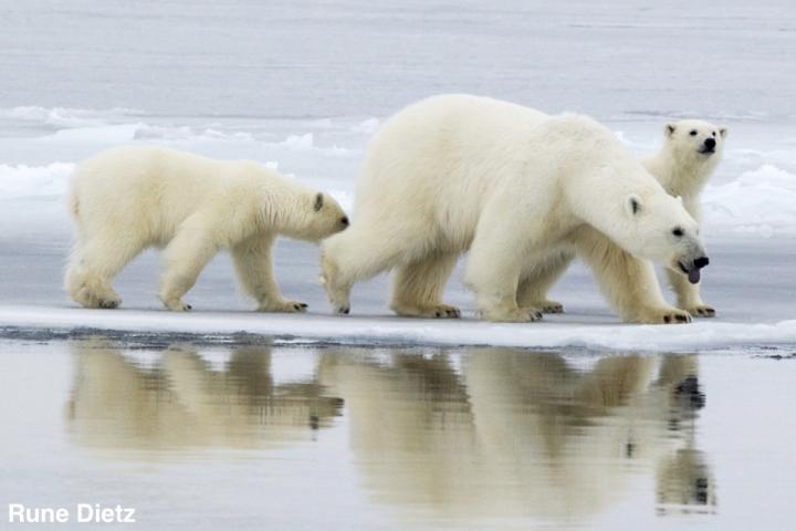 A mother polar bear with two cubs