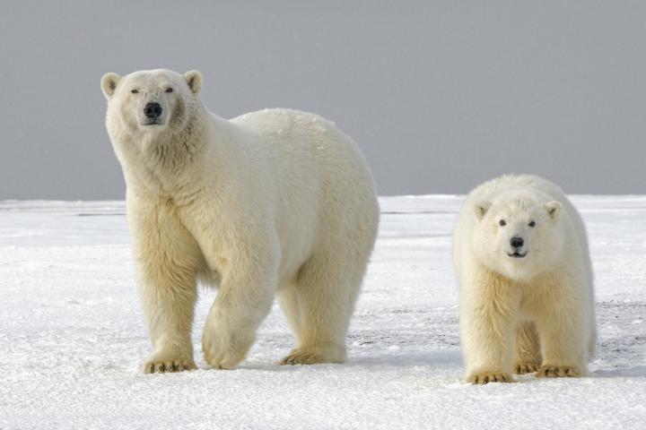 A mother polar bear and a cub on the ice