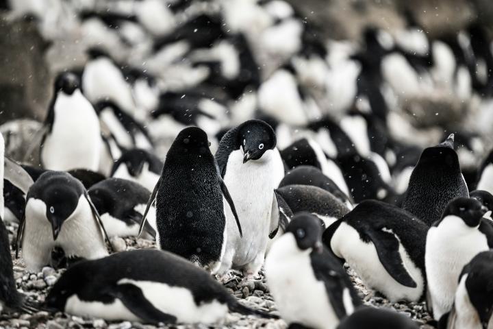 A large group of Adelie penguins