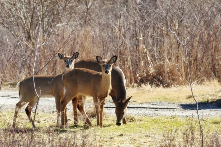 Three white tailed deer stand in grass