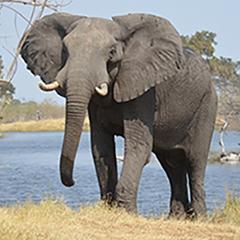 Shirley Atkinson Cornell K. Lisa Yang Center for Wildlife Health