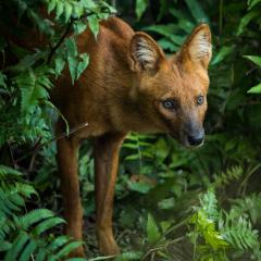 An Asiatic wild dog (Cuon alpinus), or dhole shown amongst some ferns.