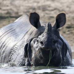 A greater one horned rhino taking a swim in Nepal