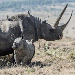 A mother and baby black rhino in Lewa Conservancy, Kenya