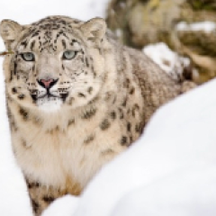 Snow leopard in the wild