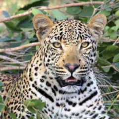 A leopard looks at the camera