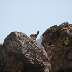Ibex standing in mountains.