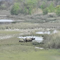 A mother greater one-horned rhino leads her baby through open grasslands