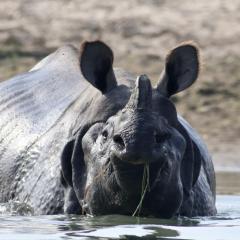 A greater one horned rhino eating aquatic plants
